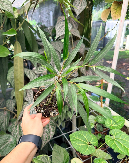Piper linearifolium