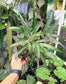 Piper linearifolium