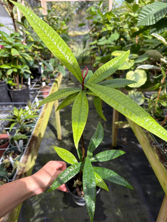 Syzygium sp. Celebes, Pink Emergent