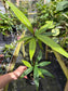 Syzygium sp. Celebes, Pink Emergent