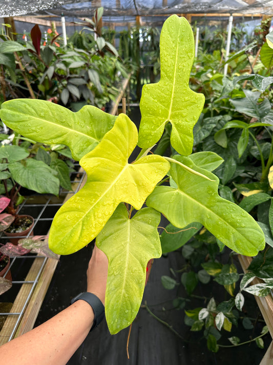 Philodendron bipennifolium Aurea / Violin