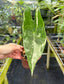 Alocasia longiloba variegated