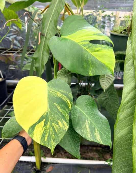 Monstera Tricolor Aurea Variegated