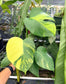 Monstera Tricolor Aurea Variegated
