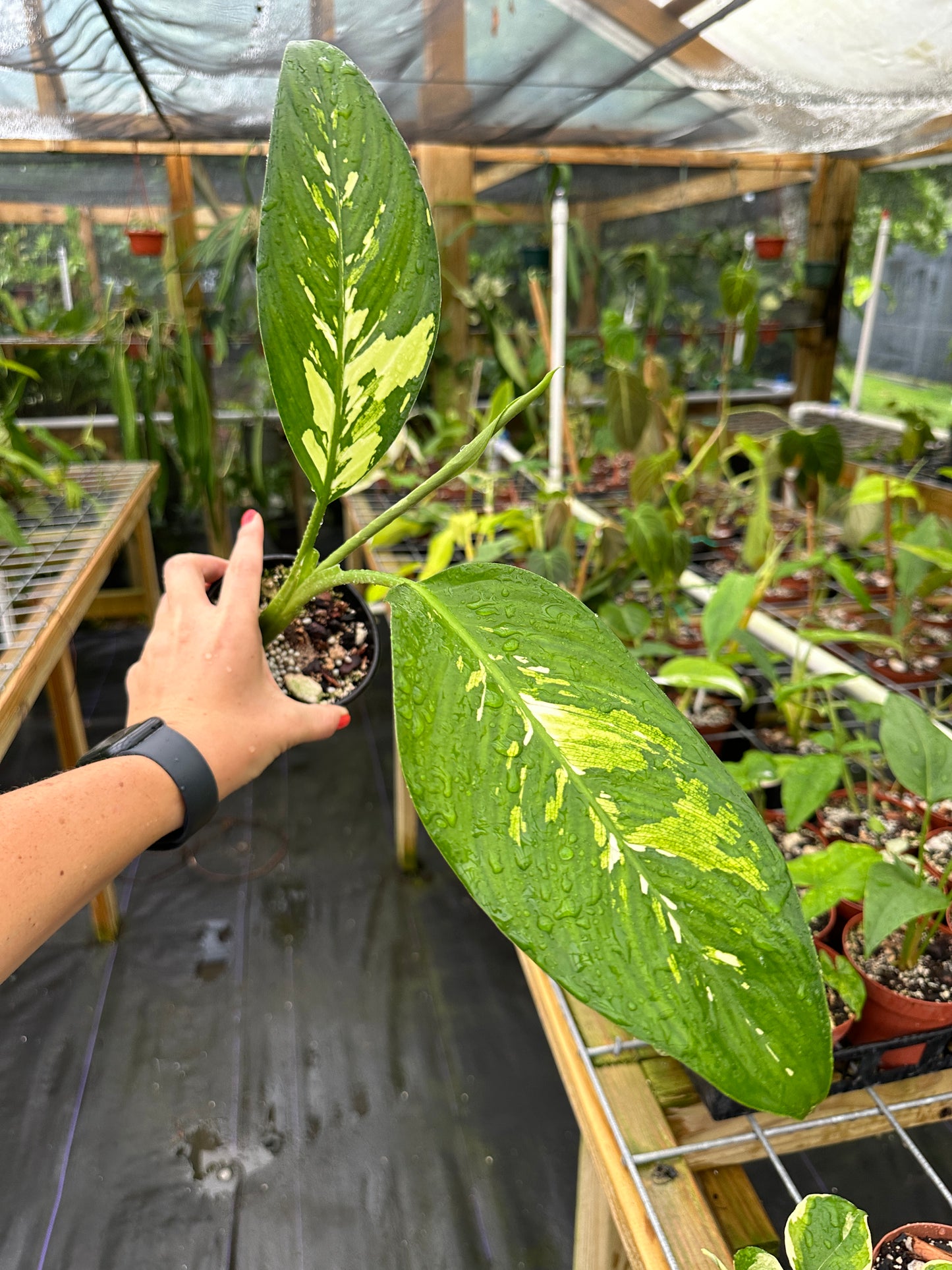 Dieffenbachia 'Puerto Rico'