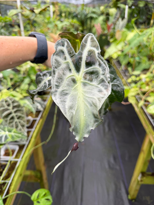 Alocasia 'Venom'