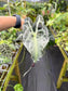 Alocasia 'Venom'
