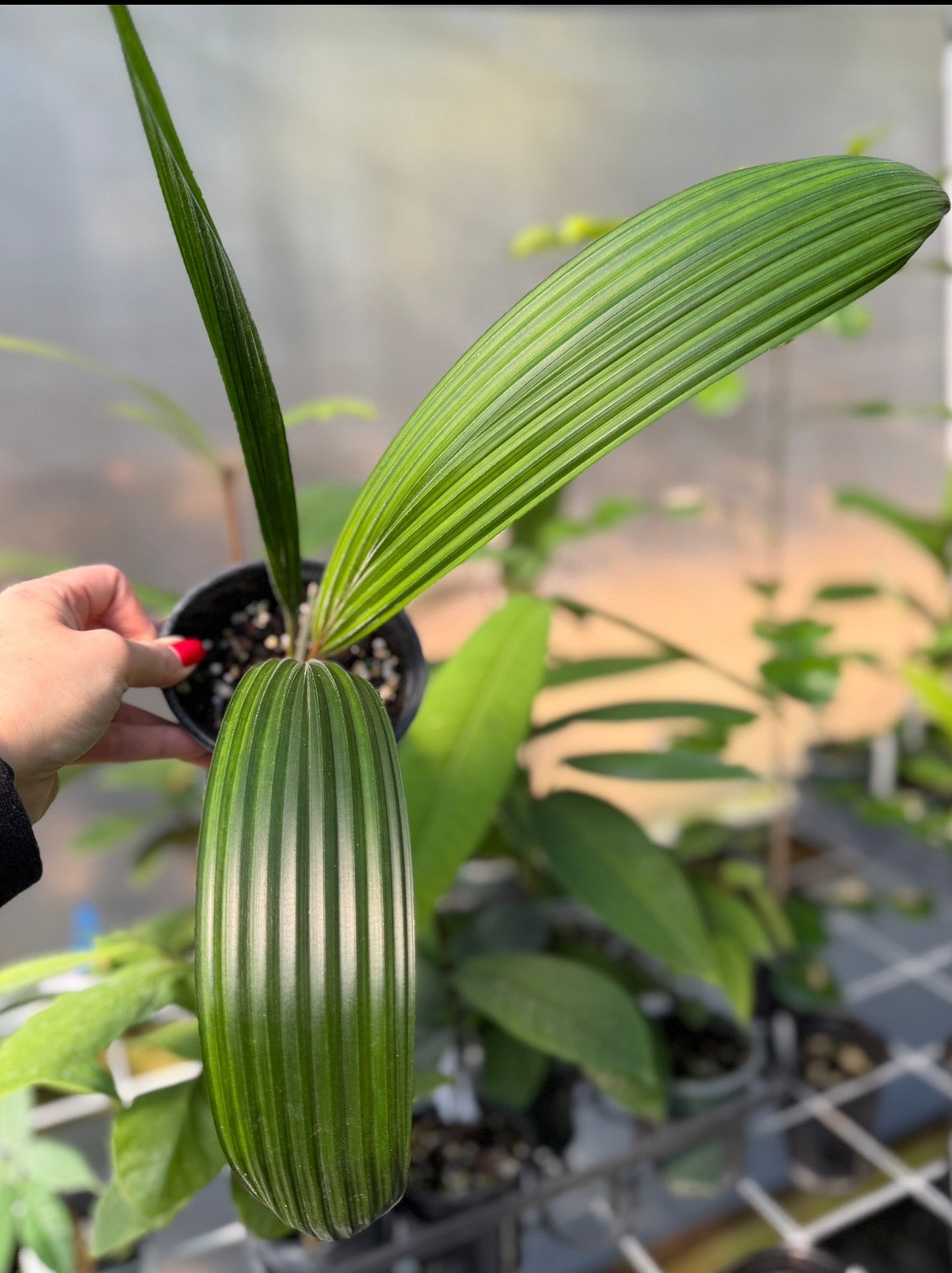 Sabinaria magnifica Rare Palm