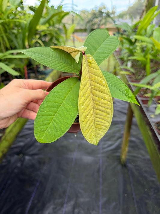 Syzygium versteegii