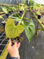 Anthurium Pterodactyl Hybrid