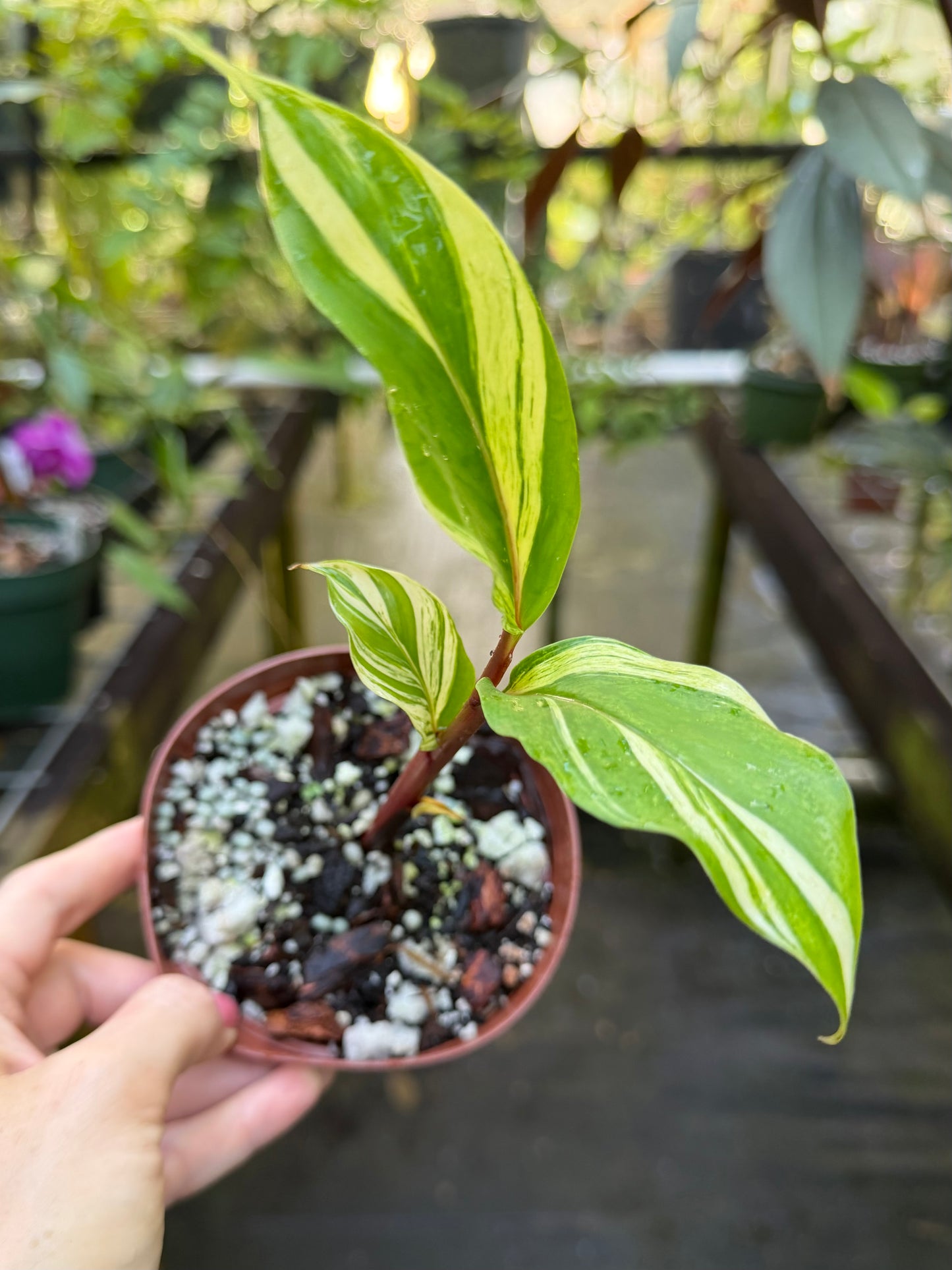 Riedelia sp. Variegated Red Stem Ginger Plant, Rare