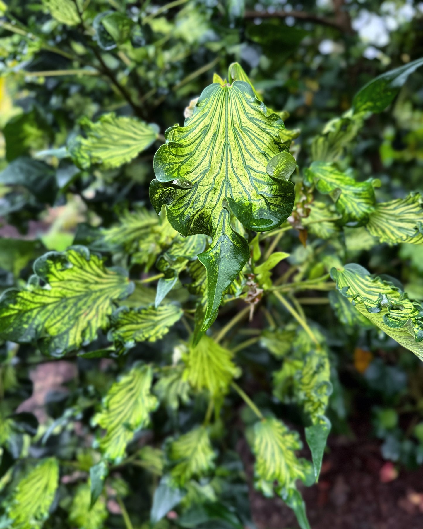 Talipariti tiliaceum var. populneus (Beach Hibiscus)