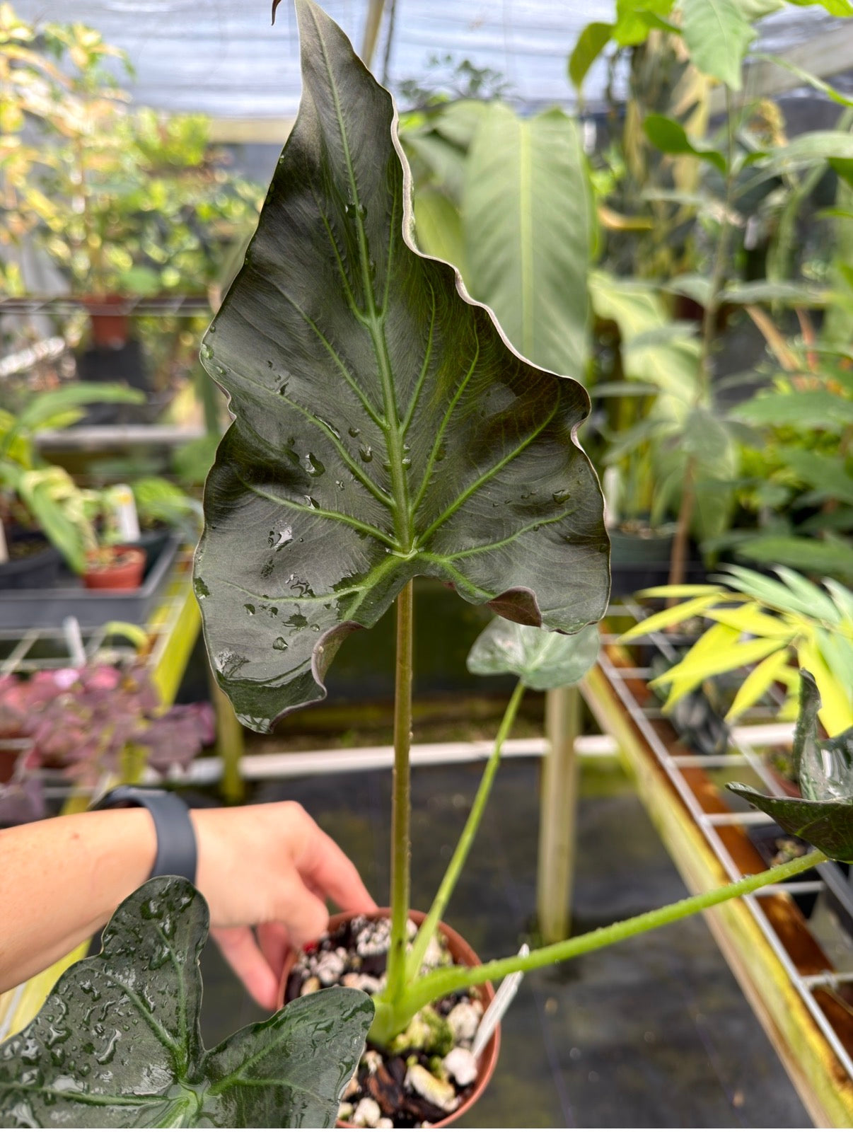 Alocasia 'Grim Reaper', Rare