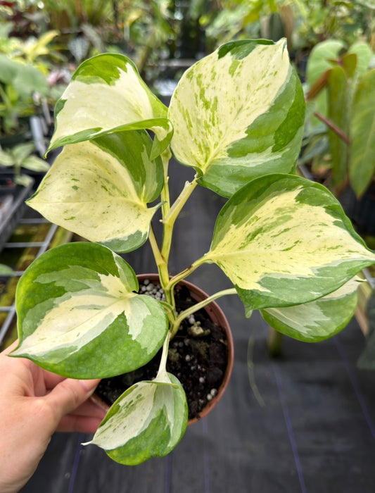 Epipremnum Manjula / Harlequin Pothos
