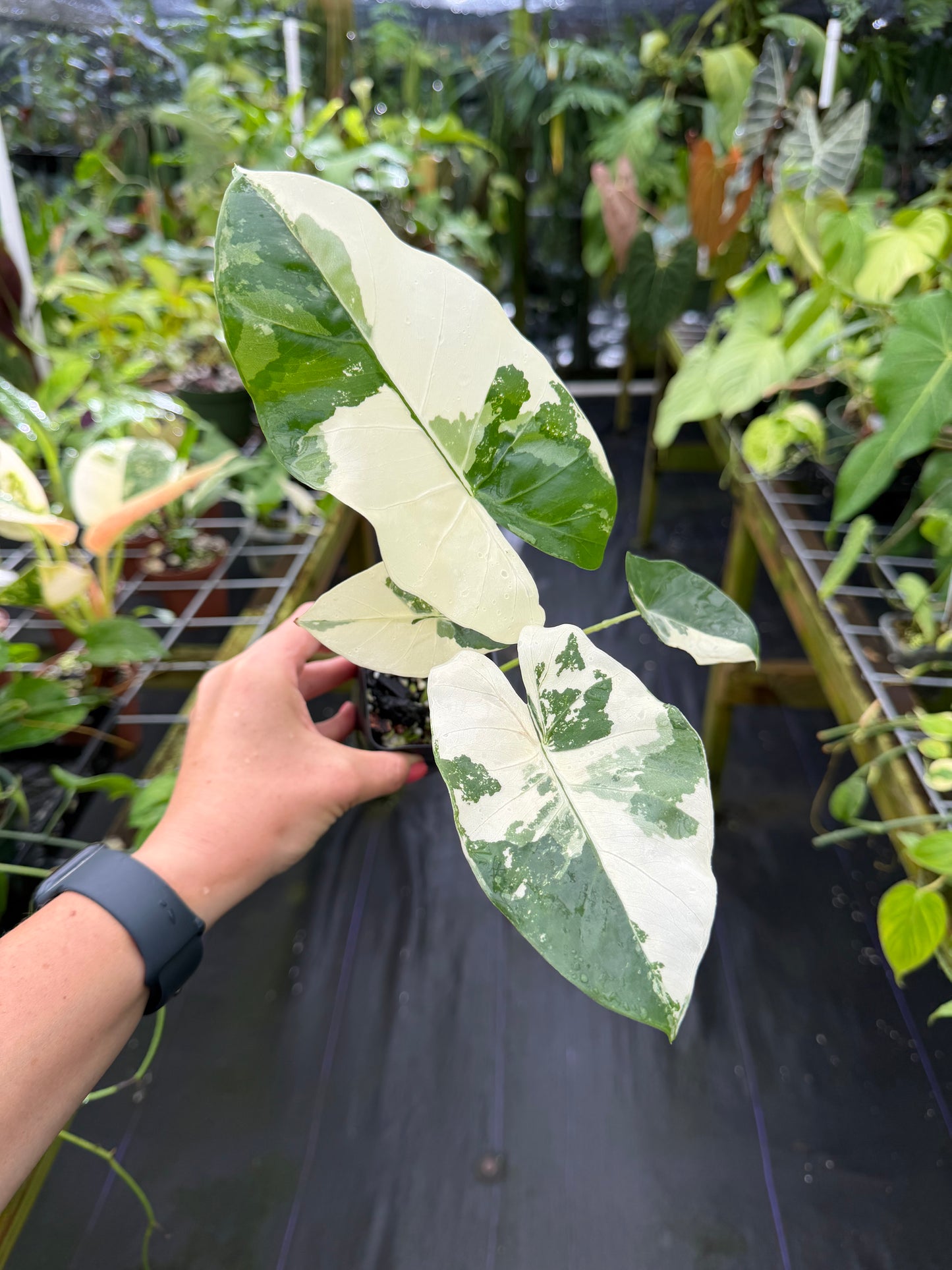 Alocasia macrorrhizos (aka macrorrhiza) Variegated