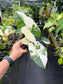 Alocasia macrorrhizos (aka macrorrhiza) Variegated