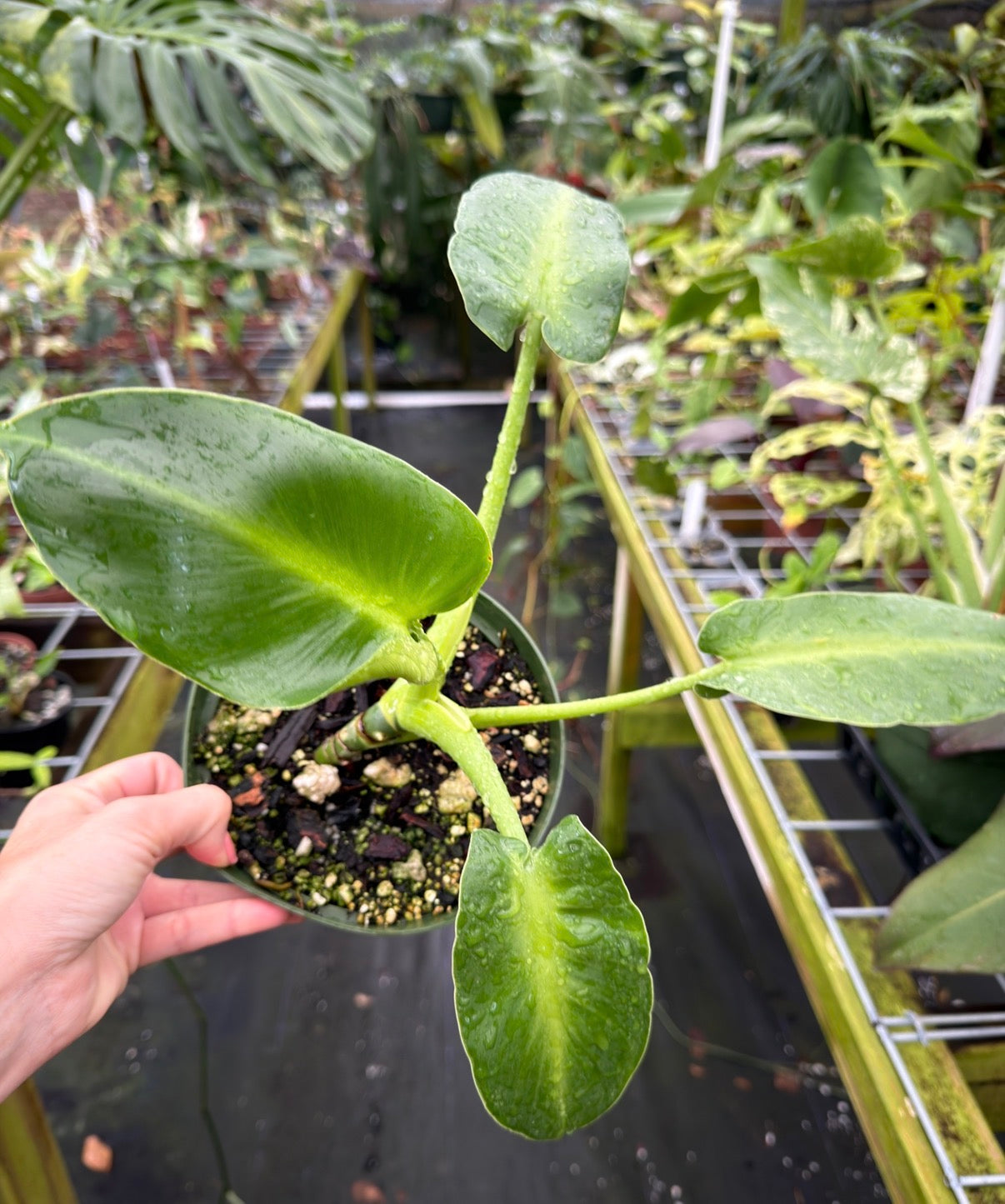 Philodendron rugosum Aberrant Form