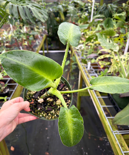 Philodendron rugosum Aberrant Form