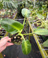 Philodendron rugosum Aberrant Form