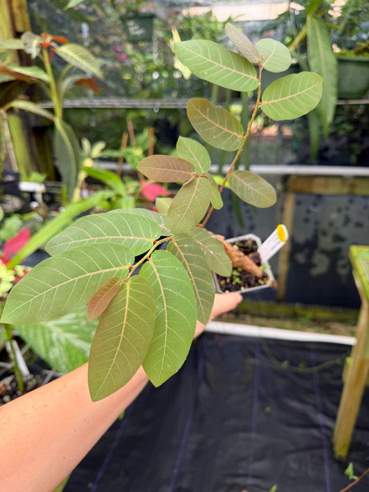 Phyllanthus mirabilis