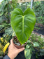 Rare Philodendron Billienum (Billietiae X Pastazanum)