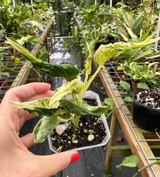 Epipremnum aureum  'Love Song' (Teruno Pothos Series)