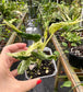 Epipremnum aureum  'Love Song' (Teruno Pothos Series)