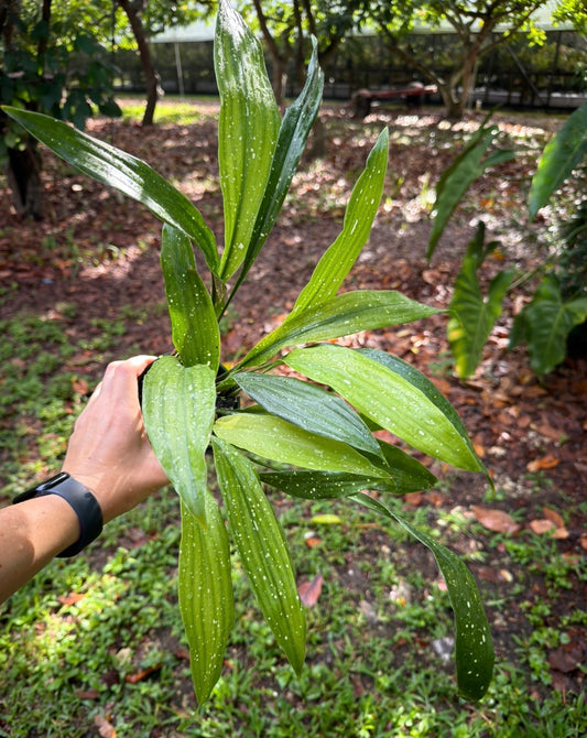 Aspidistra elatior 'Milky Way' , Cast Iron Plant  'Milky Way'