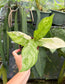 Aglaonema commutatum 'Manila Pride' variegated