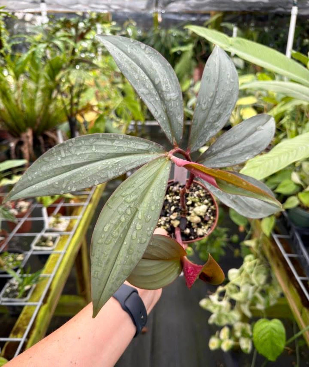 Costus erythrophyllus 'Grey Ghost'