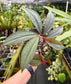 Costus erythrophyllus 'Grey Ghost'