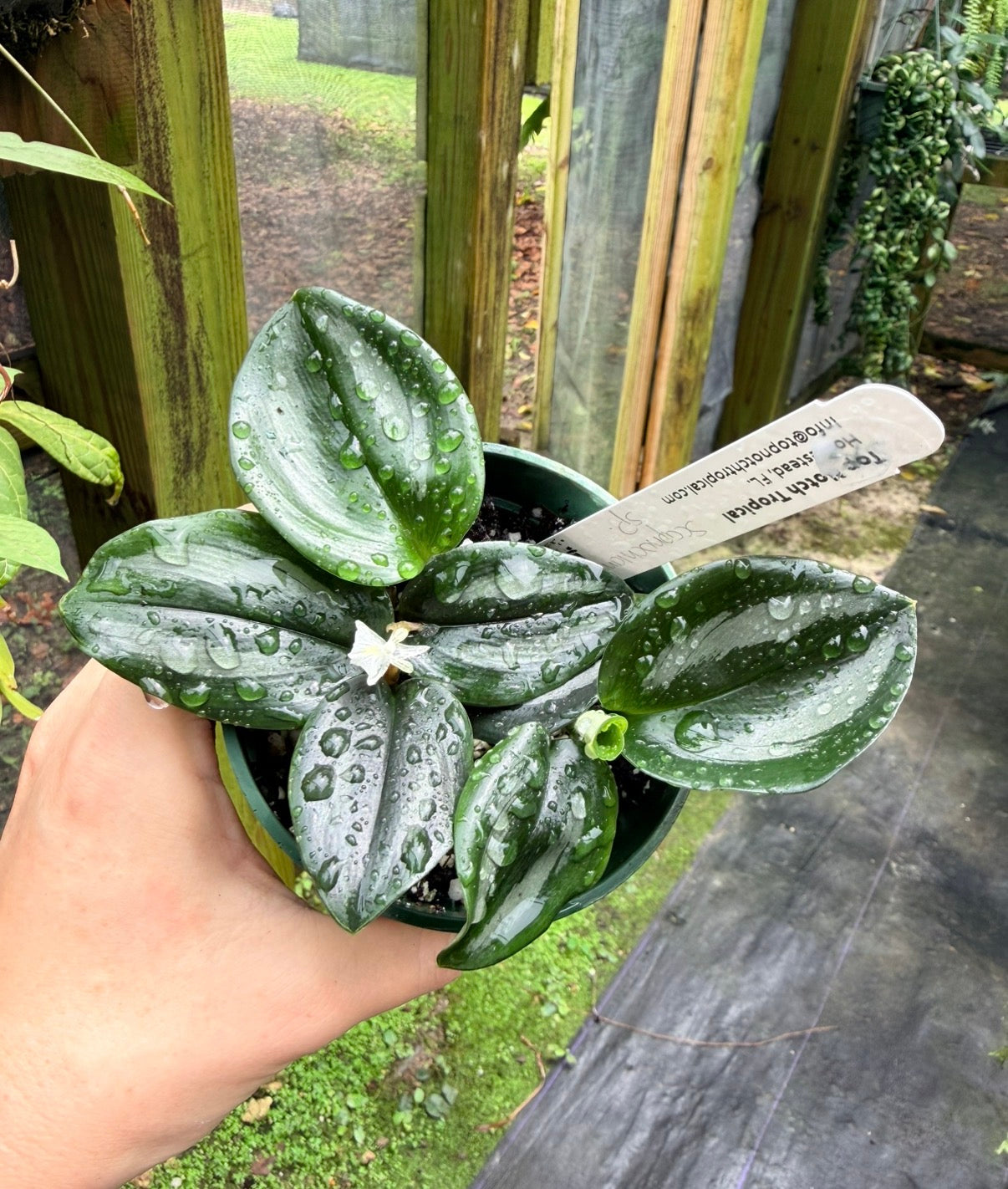 Scaphochlamys sp.