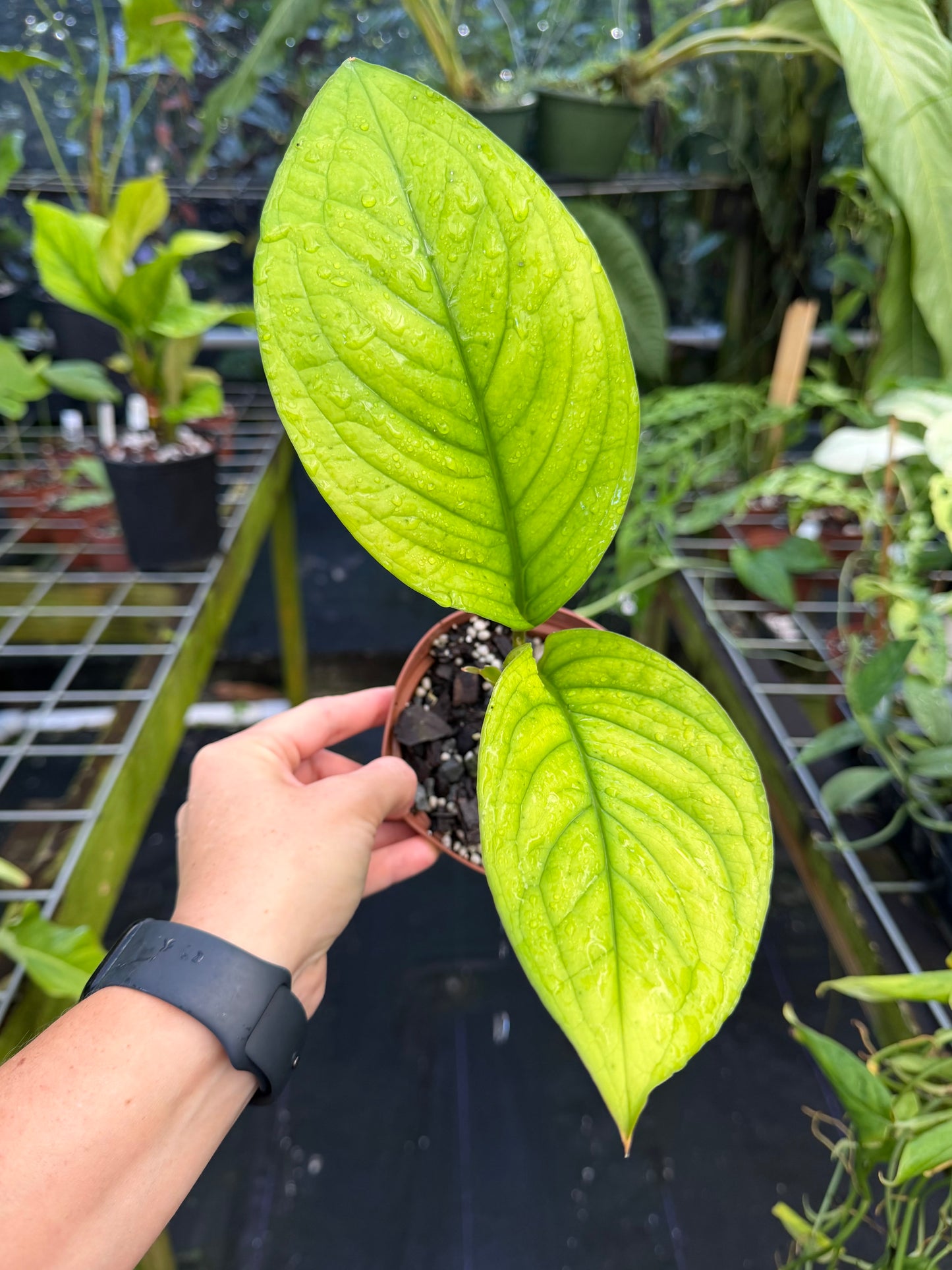 Culcasia mannii, Rare