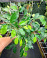 Ficus benjamina 'El Dorado' Variegated