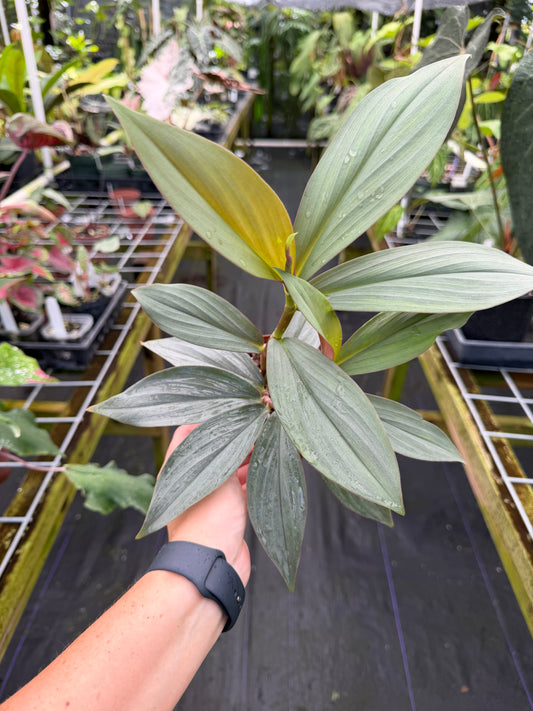 Costus erythrophyllus 'Grey Ghost'