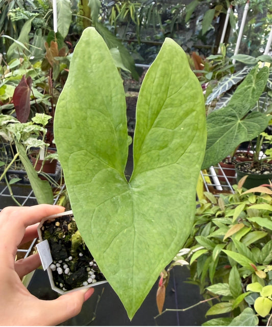 Nephthytis afzelii, Rare African Aroid