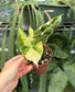 Alocasia Pink Dragon aurea variegated