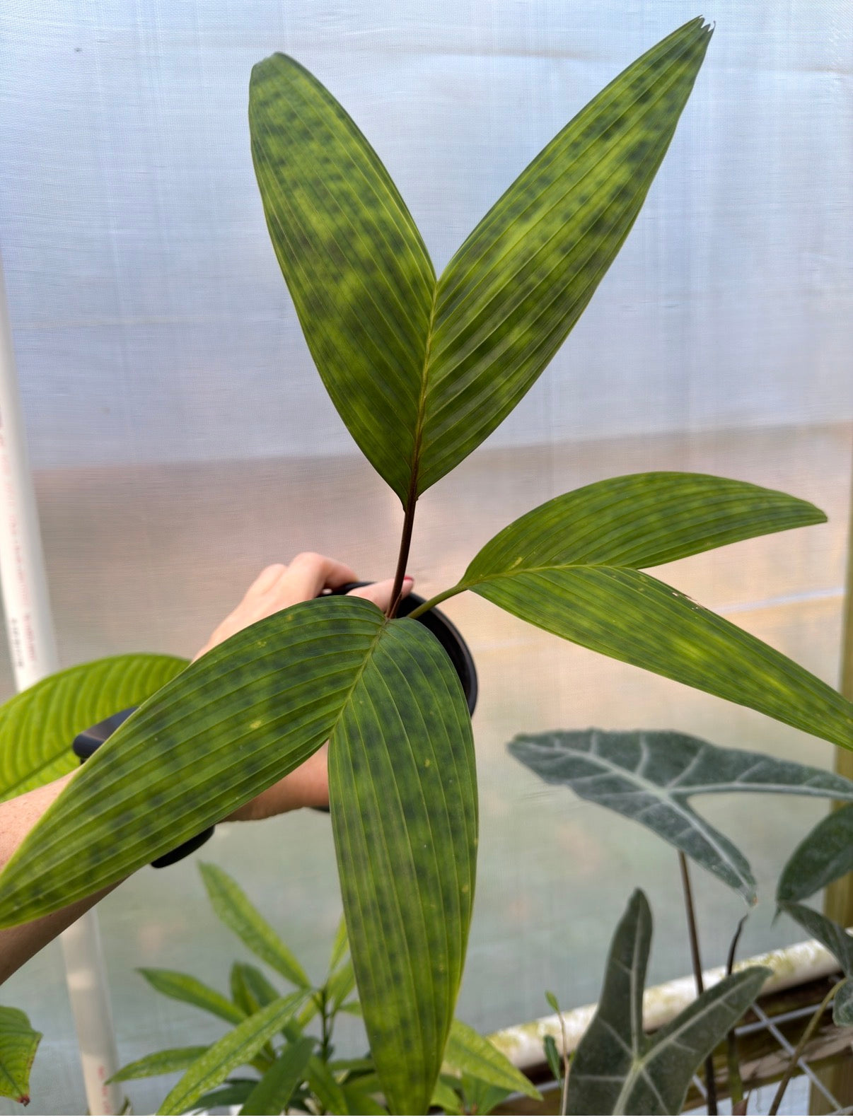 Pinanga crassipes