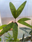Pinanga crassipes