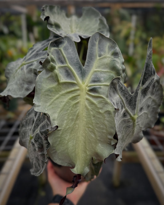 Alocasia 'Venom' RARE