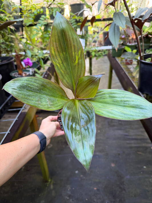 Amischotolype marginata, Rare