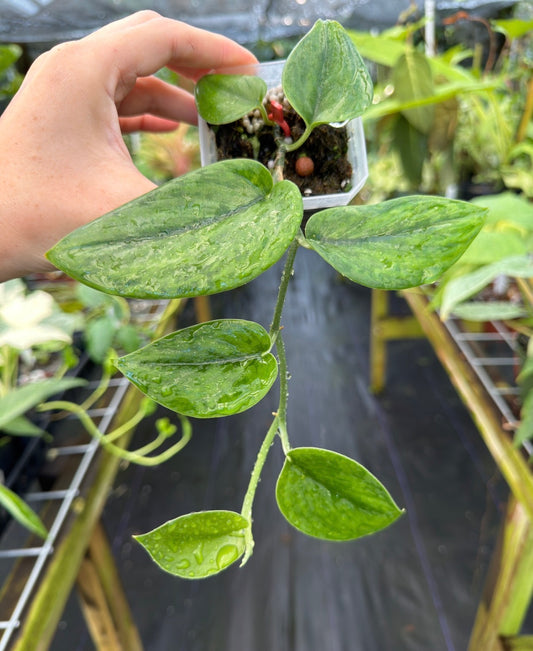 Scindapsus pictus 'Green Army'