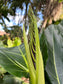 Ficus brusii
