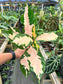 Graptophyllum Pictum, Jamaican Croton