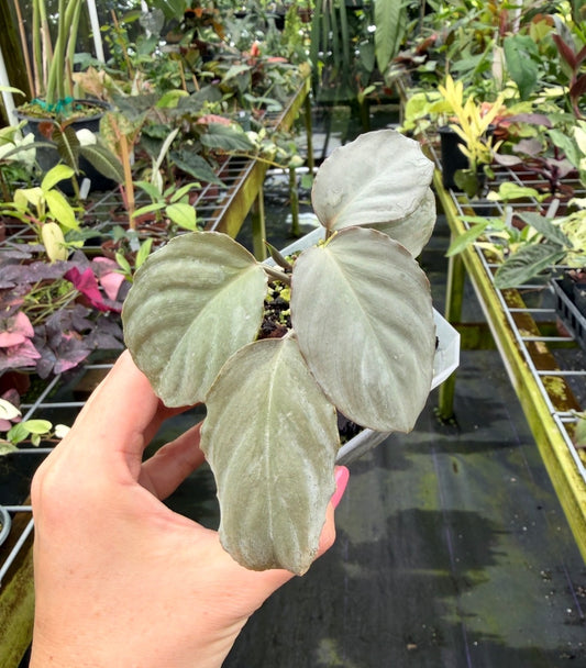 Homalomena humilis Silver Compact Form