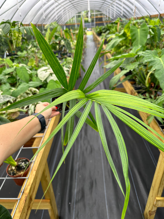 Cyrtostachys elegans, Rare Green sealing wax palm