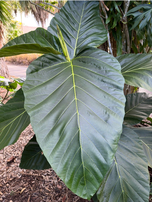 Ficus brusii