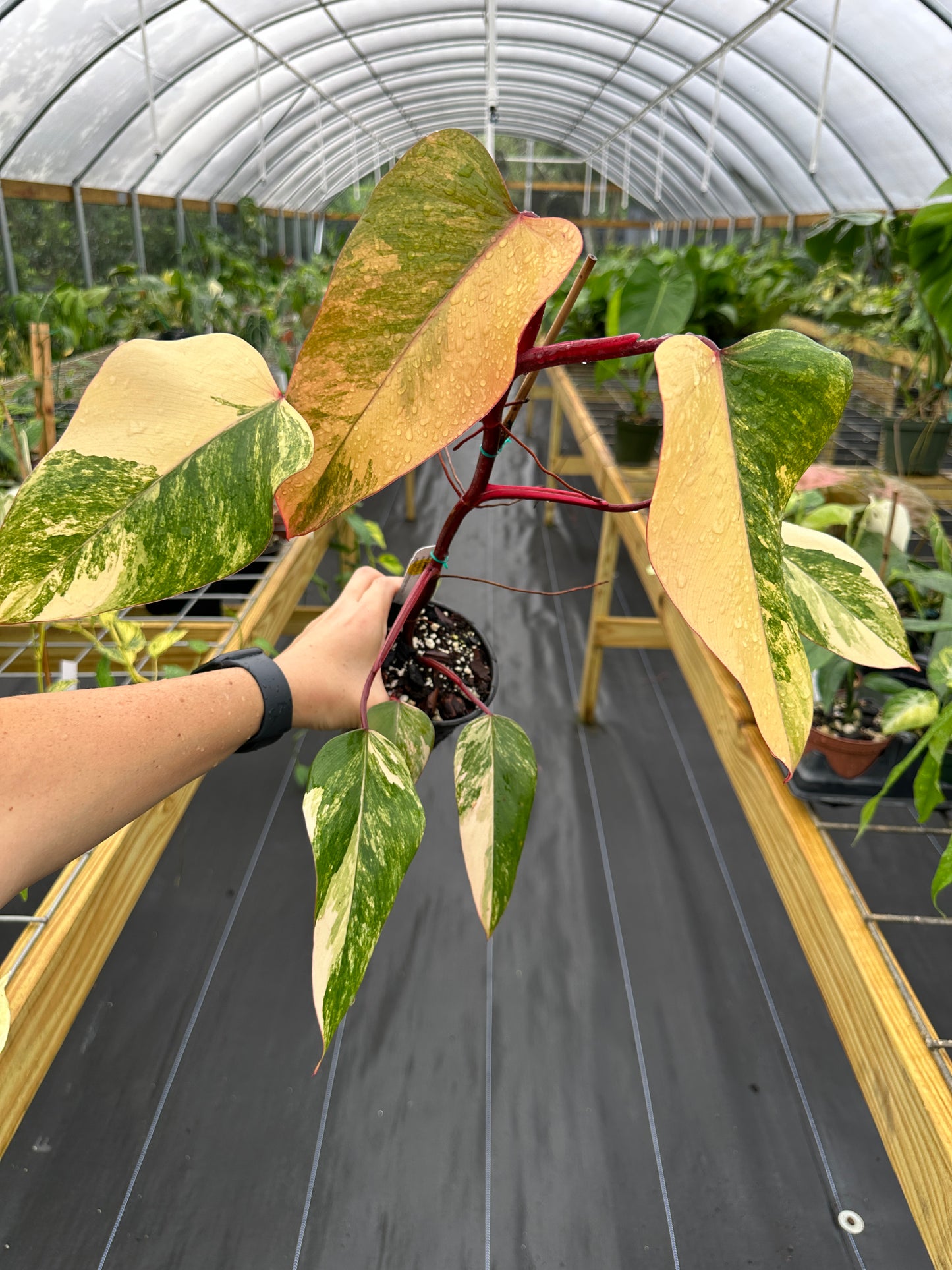 Philodendron Strawberry Shake Variegated High Color