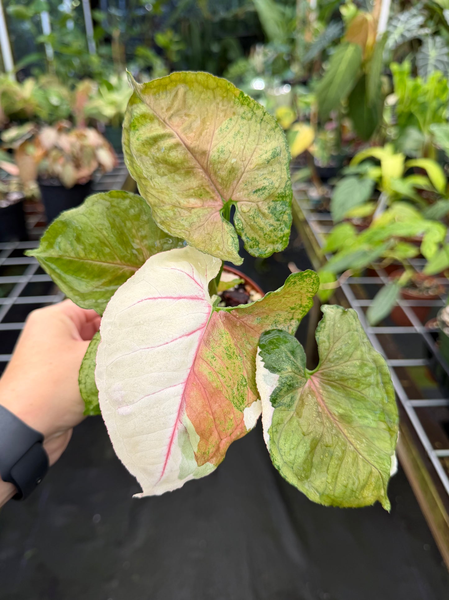 Syngonium podophyllum "Strawberry Ice" variegated