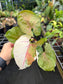 Syngonium podophyllum "Strawberry Ice" variegated
